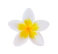 Frangipani flower isolated white background Royalty Free Stock Photo