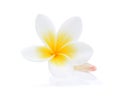 Frangipani flower isolated white background Royalty Free Stock Photo