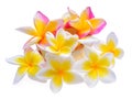 Frangipani flower isolated white background Royalty Free Stock Photo