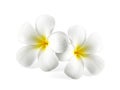 Frangipani flower isolated on white background