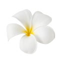 Frangipani flower isolated on white