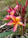 Frangipani flower with its beautiful scent can be used as a symbol of spring and warmer weather