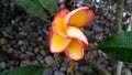 Frangipani flower Royalty Free Stock Photo