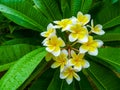 Frangipani flower near Hue Citadel