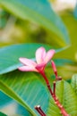 The frangipani flower