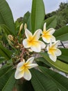 The frangipani flower Plumeria acuminate is a flower that is known for its beauty and health benefits.