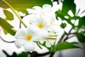 Frangipani flower Plumeria alba on blur background with artificial light in the morning