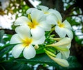 Frangipani flower Plumeria alba with green leaves on blurred background. White flowers with yellow at center. Health and spa Royalty Free Stock Photo