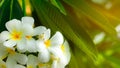 Frangipani flower Plumeria alba with green leaves on blurred background. White flowers with yellow at center. Health and spa Royalty Free Stock Photo