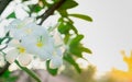 Frangipani flower Plumeria alba with green leaves on blurred background. White flowers with yellow at center. Health and spa Royalty Free Stock Photo