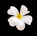 Frangipani flower Plumeria alba