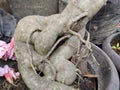 frangipani flower roots like a beautiful bonsai
