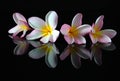 Frangipani flower on a sand beach Royalty Free Stock Photo