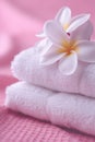 Frangipani flower on stack of white towels, a close-up of a delicate, pink plumeria flower with soft petals, on a white Royalty Free Stock Photo