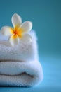 Frangipani flower on stack of white towels, a close-up of a delicate, pink plumeria flower with soft petals, on a white Royalty Free Stock Photo