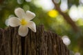 Frangipani is a flower of Thai`spa