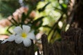 Frangipani is a flower of Thai`spa