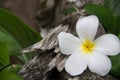 Frangipani is a flower of Thai`spa