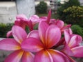 frangipani flower tree grows beautifully Royalty Free Stock Photo