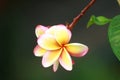 Frangipani Flower tree Seychelles plants Royalty Free Stock Photo