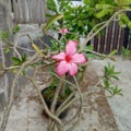 Frangipani Flower try to survive