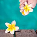 Frangipani flower, turquoise water