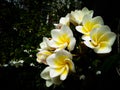 Frangipani flower and water drops