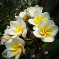 Frangipani flower and water drops