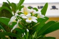 Frangipani flower, white champa flowers