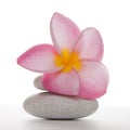 Frangipani flower on White Pebbles