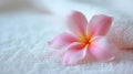 Frangipani flower on white towel, a close-up of a delicate, pink plumeria flower with soft petals, on a white, textured Royalty Free Stock Photo