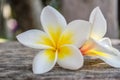 Frangipani flower