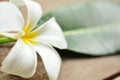 Frangipani Royalty Free Stock Photo