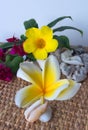 Frangipani flower and yellow flower Royalty Free Stock Photo