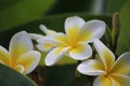 FRANGIPANI FLOWER Royalty Free Stock Photo