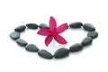 Frangipani flower with zen rocks with white background. Royalty Free Stock Photo