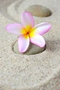 Frangipani flower on a zen stone Royalty Free Stock Photo