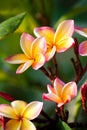 Frangipani flowers Royalty Free Stock Photo