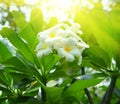 Frangipani flowers