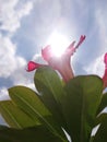 Frangipani flowers with a background of sunlight