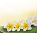 Frangipani flowers on the banana leaf