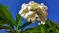 Frangipani, flowers, beautiful Africa, blue sky