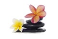 Frangipani flowers and black stones Royalty Free Stock Photo