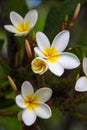 Frangipani flowers blooming on a branch