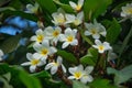 Frangipani flowers blooming on a branch