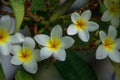 Frangipani flowers blooming on a branch Royalty Free Stock Photo