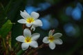 Frangipani flowers blooming on a branch Royalty Free Stock Photo