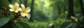 Frangipani flowers blooming in a lush green forest, frangipani, greenery Royalty Free Stock Photo