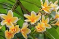 Frangipani Flowers