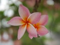 Frangipani flowers blooming. Pink Frangipani, Plumeria, Temple Tree, Graveyard Tree Royalty Free Stock Photo